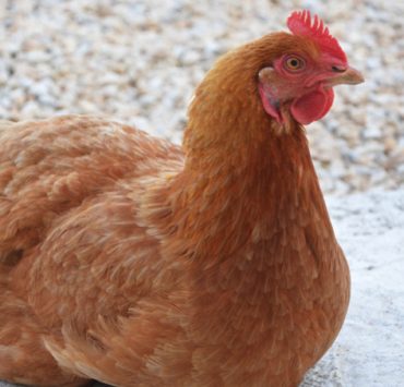 Pourquoi ma poule ne pond plus ? 2 Pourquoi ma poule ne pond plus ? poule pond plus Pourquoi ma poule ne pond plus ?