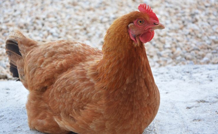 poule pond plus Pourquoi ma poule ne pond plus ?