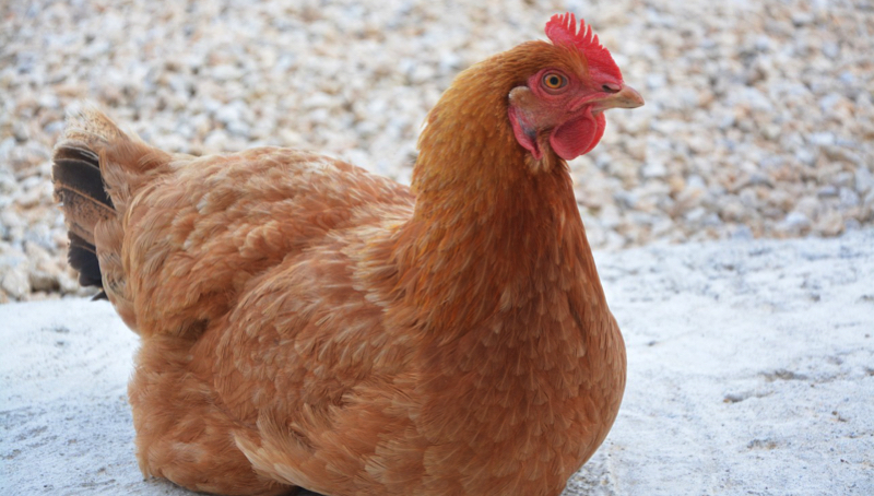 Pourquoi ma poule ne pond plus ? 1 Pourquoi ma poule ne pond plus ? poule pond plus Pourquoi ma poule ne pond plus ?