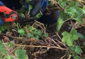 taille geranium astuce Comment tailler les géraniums à l'automne ?