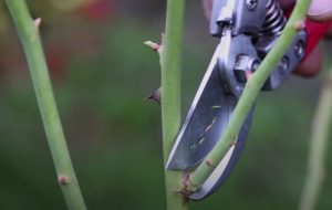 tailler rosier 2 Comment tailler les rosiers à l'automne ?