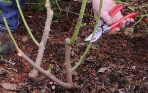 tailler rosier 4 Comment tailler les rosiers à l'automne ?