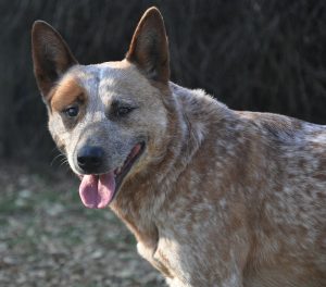 Quel est le top 10 des chiens les plus intelligents ? 7 Quel est le top 10 des chiens les plus intelligents ? Australian Cattle Dog Quel est le top 10 des chiens les plus intelligents ?