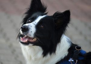 Quel est le top 10 des chiens les plus intelligents ? 2 Quel est le top 10 des chiens les plus intelligents ? Border Collie Quel est le top 10 des chiens les plus intelligents ?