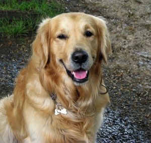 Quel est le top 10 des chiens les plus intelligents ? 3 Quel est le top 10 des chiens les plus intelligents ? Golden chien intelligent Quel est le top 10 des chiens les plus intelligents ?