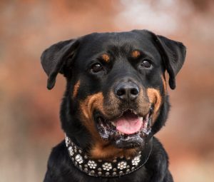Quel est le top 10 des chiens les plus intelligents ? 6 Quel est le top 10 des chiens les plus intelligents ? Rottweiler chien Quel est le top 10 des chiens les plus intelligents ?