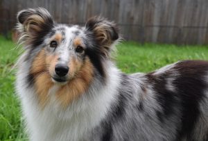 Quel est le top 10 des chiens les plus intelligents ? 4 Quel est le top 10 des chiens les plus intelligents ? Shetland Sheepdog chien intelligent Quel est le top 10 des chiens les plus intelligents ?