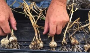 Comment faire pousser de l'ail dans l'eau ? 🌱💧🧄 3 Comment faire pousser de l'ail dans l'eau ? 🌱💧🧄 ail dans leau racine Comment faire pousser de l'ail dans l'eau ? 🌱💧🧄