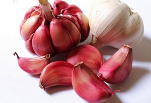 Comment faire pousser de l'ail dans l'eau ? 🌱💧🧄 2 Comment faire pousser de l'ail dans l'eau ? 🌱💧🧄 ail faire pousser Comment faire pousser de l'ail dans l'eau ? 🌱💧🧄