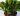arbre jade crassula Quels sont les bienfaits de l'arbre de Jade ?