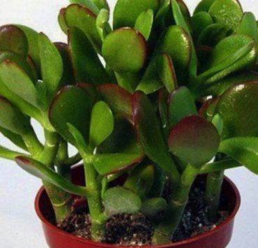 arbre jade crassula Quels sont les bienfaits de l'arbre de Jade ?