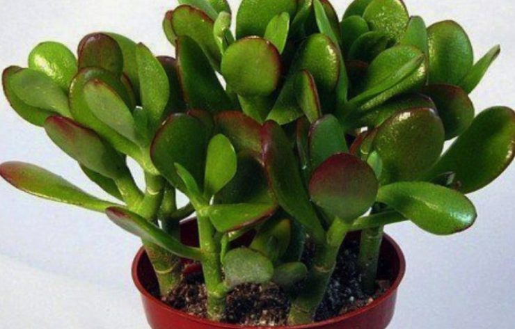 arbre jade crassula Quels sont les bienfaits de l'arbre de Jade ?