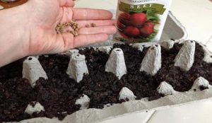 Quoi faire avec des boîtes d'oeufs vides ? 16 idées pour les réutiliser 2 Quoi faire avec des boîtes d'oeufs vides ? 16 idées pour les réutiliser boite oeuf semis Quoi faire avec des boîtes d'oeufs vides ? 16 idées pour les réutiliser