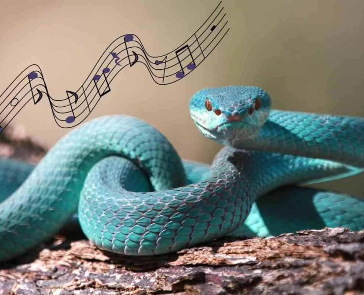 can Snakes Hear Music What Do They Like Best Les serpents peuvent-ils entendre de la musique ? Découvrez le lien inattendu entre les reptiles et les sons mélodieux !