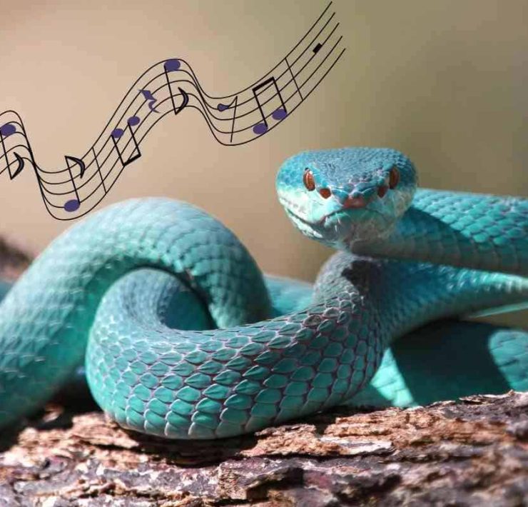 can Snakes Hear Music What Do They Like Best Les serpents peuvent-ils entendre de la musique ? D&eacute;couvrez le lien inattendu entre les reptiles et les sons m&eacute;lodieux !