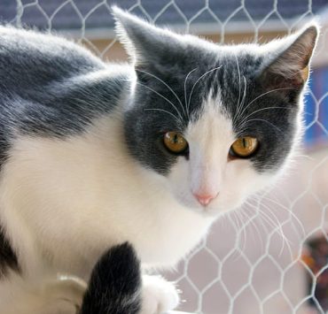 cat insolite "Pourquoi les chats sont-ils si attirés par les boites ? Découvrez les raisons surprenantes derrière leur fascination féline !"