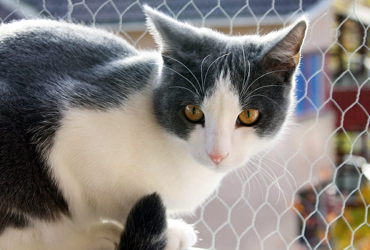 cat insolite "Pourquoi les chats sont-ils si attirés par les boites ? Découvrez les raisons surprenantes derrière leur fascination féline !"