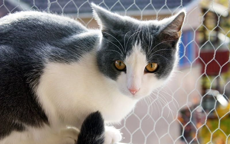 "Pourquoi les chats sont-ils si attirés par les boites ? Découvrez les raisons surprenantes derrière leur fascination féline !" 1 "Pourquoi les chats sont-ils si attirés par les boites ? Découvrez les raisons surprenantes derrière leur fascination féline !" cat insolite "Pourquoi les chats sont-ils si attirés par les boites ? Découvrez les raisons surprenantes derrière leur fascination féline !"
