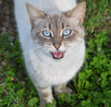 Pourquoi mon chat miaule sans arrêt ? 3 Pourquoi mon chat miaule sans arrêt ? chat miaule tout beaucoup Pourquoi mon chat miaule sans arrêt ?