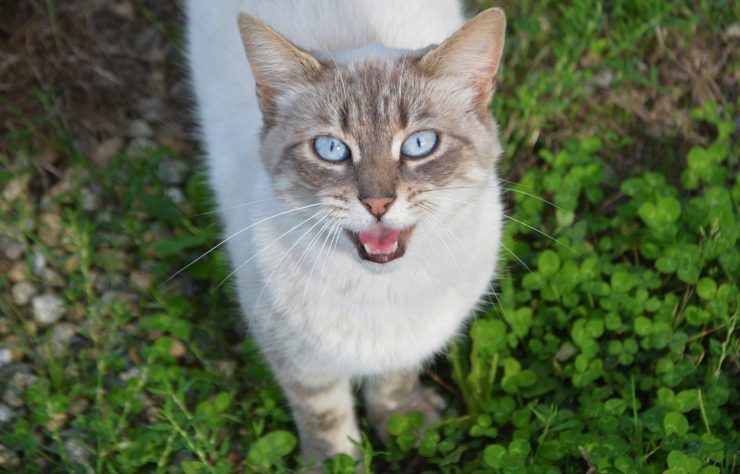 chat miaule tout beaucoup Pourquoi mon chat miaule sans arrêt ?