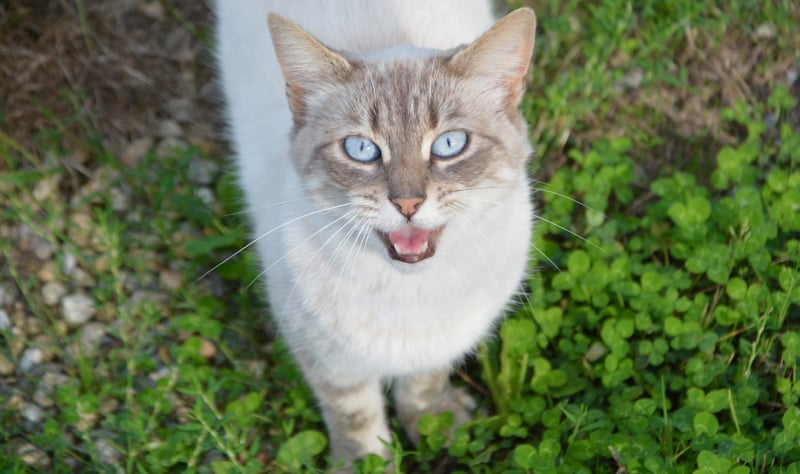 Pourquoi mon chat miaule sans arrêt ? 1 Pourquoi mon chat miaule sans arrêt ? chat miaule tout beaucoup Pourquoi mon chat miaule sans arrêt ?