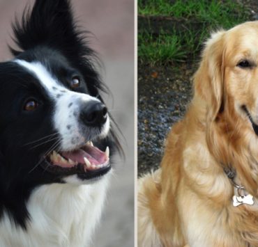 chien intelligent Quel est le top 10 des chiens les plus intelligents ?