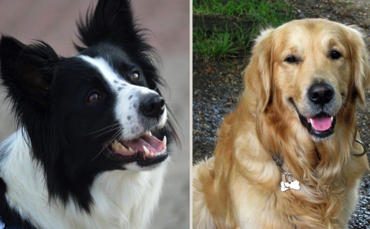 chien intelligent Quel est le top 10 des chiens les plus intelligents ?