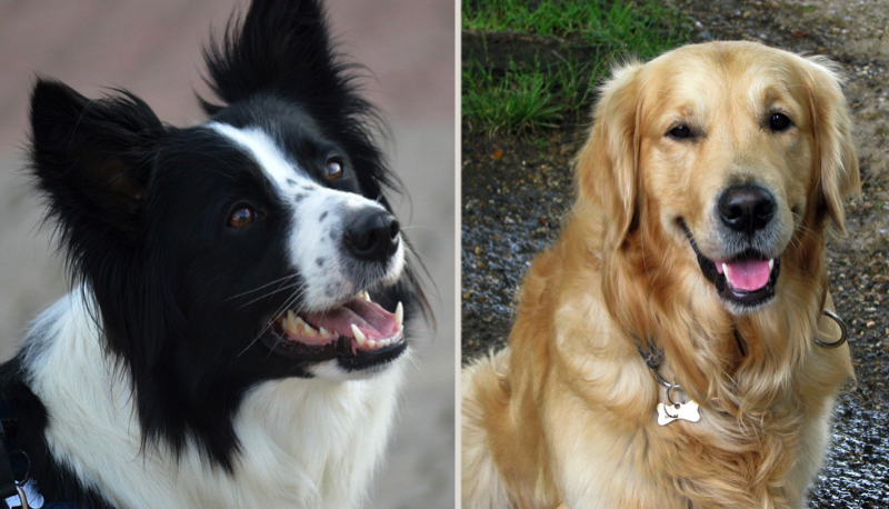 Quel est le top 10 des chiens les plus intelligents ? 1 Quel est le top 10 des chiens les plus intelligents ? chien intelligent Quel est le top 10 des chiens les plus intelligents ?