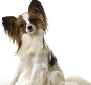 Quel est le top 10 des chiens les plus intelligents ? 5 Quel est le top 10 des chiens les plus intelligents ? chien papillon Quel est le top 10 des chiens les plus intelligents ?