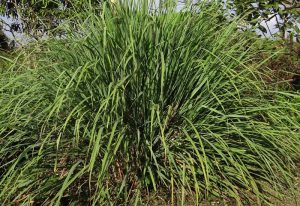citronnelle mouche repulsive Quelle est la plante la plus efficace contre les mouches ?