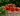conserver les fraises Comment garder les fraises le plus longtemps possible ?