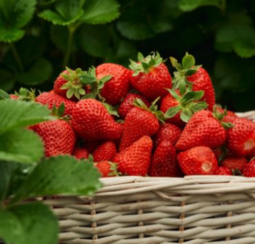 Comment garder les fraises le plus longtemps possible ? 2 Comment garder les fraises le plus longtemps possible ? conserver les fraises Comment garder les fraises le plus longtemps possible ?