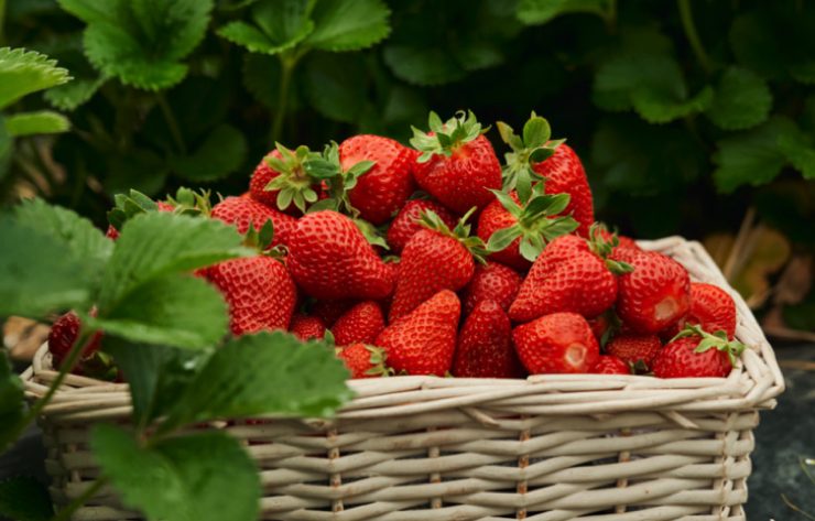 conserver les fraises Comment garder les fraises le plus longtemps possible ?