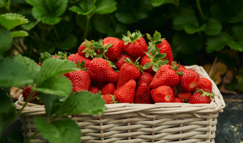 Comment garder les fraises le plus longtemps possible ? 🍓🤔 1 Comment garder les fraises le plus longtemps possible ? 🍓🤔 conserver les fraises Comment garder les fraises le plus longtemps possible ? 🍓🤔