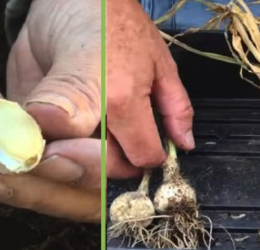 Comment faire pousser de l'ail dans l'eau ? 🌱💧🧄 3 Comment faire pousser de l'ail dans l'eau ? 🌱💧🧄 faire pousser ail dans de l eau Comment faire pousser de l'ail dans l'eau ? 🌱💧🧄