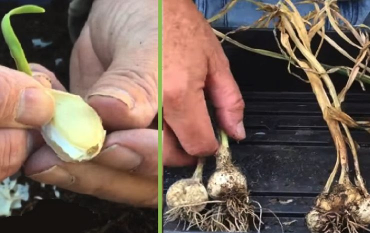 faire pousser ail dans de l eau Comment faire pousser de l'ail dans l'eau ? 🌱💧🧄