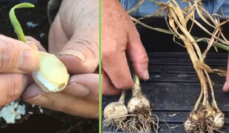 Comment faire pousser de l'ail dans l'eau ? 🌱💧🧄 1 Comment faire pousser de l'ail dans l'eau ? 🌱💧🧄 faire pousser ail dans de l eau Comment faire pousser de l'ail dans l'eau ? 🌱💧🧄