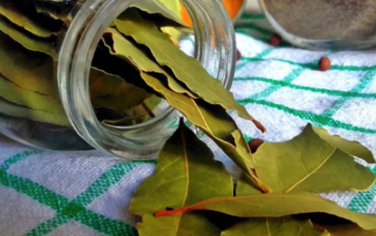 feuille de laurier foie Comment nettoyer le foie avec une feuille de laurier ?