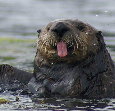 loutre "La folie des loutres en jouant avec des pierres : découvrez leur incroyable jeu aquatique !"