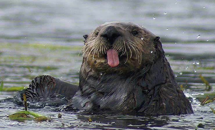 loutre "La folie des loutres en jouant avec des pierres : découvrez leur incroyable jeu aquatique !"