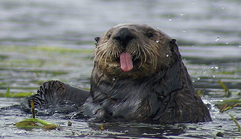 "La folie des loutres en jouant avec des pierres : découvrez leur incroyable jeu aquatique !" 1 "La folie des loutres en jouant avec des pierres : découvrez leur incroyable jeu aquatique !" loutre "La folie des loutres en jouant avec des pierres : découvrez leur incroyable jeu aquatique !"