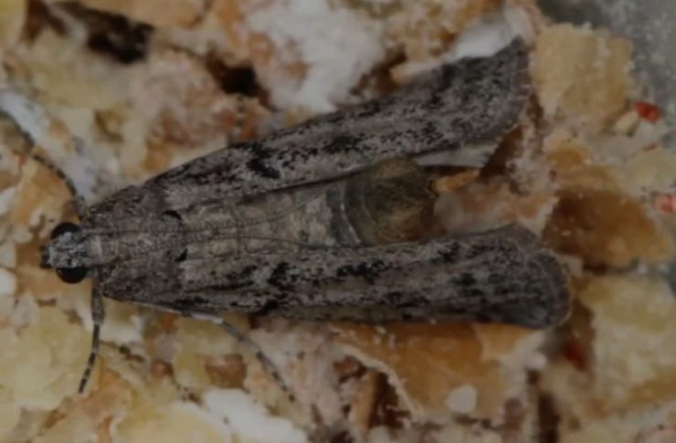 mites alimentaire astuce Quel est le meilleur anti-mites alimentaires ?