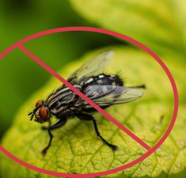 Quelle est la plante la plus efficace contre les mouches ? 2 Quelle est la plante la plus efficace contre les mouches ? mouche plante repulsive Quelle est la plante la plus efficace contre les mouches ?