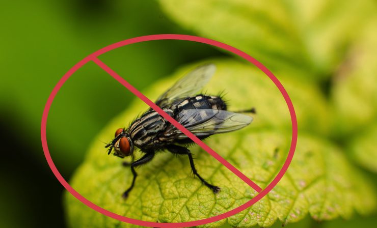 mouche plante repulsive Quelle est la plante la plus efficace contre les mouches ?