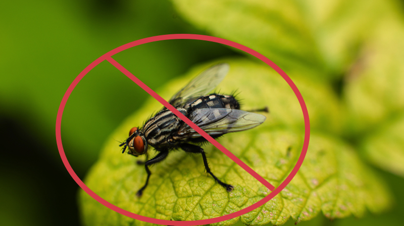 Quelle est la plante la plus efficace contre les mouches ? 1 Quelle est la plante la plus efficace contre les mouches ? mouche plante repulsive Quelle est la plante la plus efficace contre les mouches ?