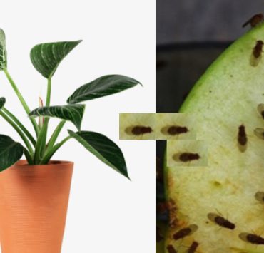 Comment se débarrasser de petite mouche dans une plante ? 3 Comment se débarrasser de petite mouche dans une plante ? moucheron plante Comment se débarrasser de petite mouche dans une plante ?