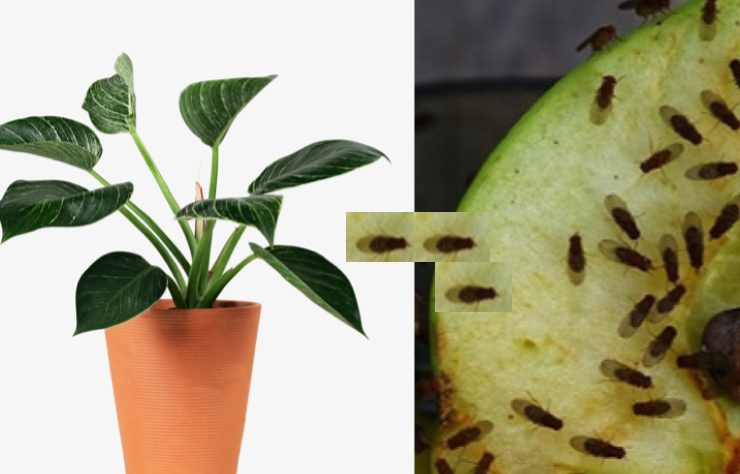 moucheron plante Comment se débarrasser de petite mouche dans une plante ?