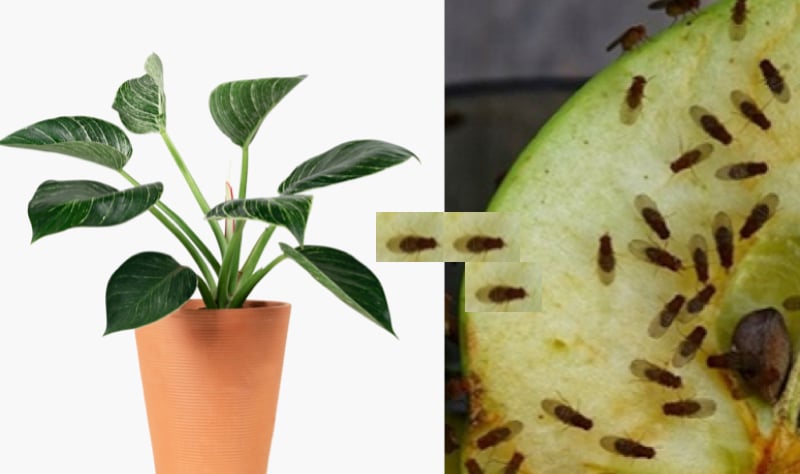 Comment se débarrasser de petite mouche dans une plante ? 1 Comment se débarrasser de petite mouche dans une plante ? moucheron plante Comment se débarrasser de petite mouche dans une plante ?
