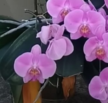 orchidee fait feuilles Pourquoi mon orchidée fait que des feuilles ?