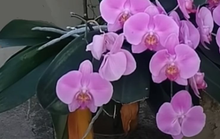 orchidee fait feuilles Pourquoi mon orchidée fait que des feuilles ?